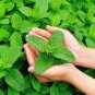 50 Seeds Peppermint Mint Herb