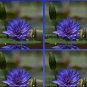 1 Seeds Rare Heirloom Blue Water Lily Flower