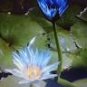 1 Seeds Rare Heirloom Blue Water Lily Flower