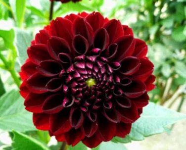 50 Seeds Heirloom Rare Different Types of Dahlia Flower Hybrid