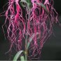 50 Seeds Rare Beautiful 'long hair' Mixed Dianthus Annual Flowers mixed red pink white