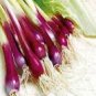 100 Seeds Salad Bunching Red Mate Onion Vegetables
