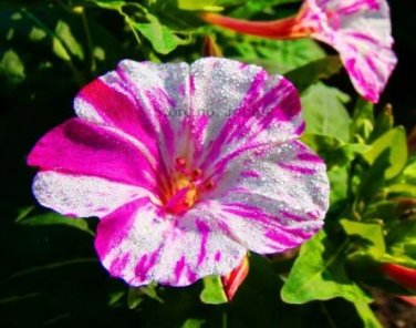 20 Seeds Heirloom Mix Four O'clock Marvel of Peru Flowers