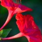 20 Seeds Heirloom Mix Four O'clock Marvel of Peru Flowers