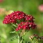 50 Seeds Red Achillea Millefolium Common Yarrow Flower