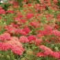 50 Seeds Red Achillea Millefolium Common Yarrow Flower