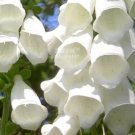 50 Seeds White Foxglove Digitalis purpurea Perennial Flower