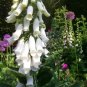 50 Seeds White Foxglove Digitalis purpurea Perennial Flower