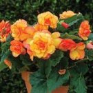 10 Seeds Geranium 'Spider' Light Orange Red Stripes Big Blooms Bonsai Flowers