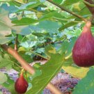 6 Seeds Giant Purple Ficus carica Fig Shrubs