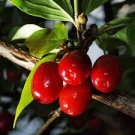 10 Seeds Cornelian Cherry Seeds Cornus Dogwood