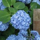 50 Seeds Hydrangea Seeds Dark Blue Ball Type Flowers