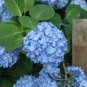 50 Seeds Hydrangea Seeds Dark Blue Ball Type Flowers