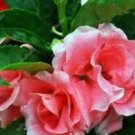 100 Seeds Balsam Flower Bonsai Impatiens Balsamina Bonsai Flower