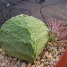 1 Seeds Pseudolithos Cubiformis