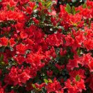 10 Seeds Geranium Red Corrugated Double Petals with White Centre Flowers