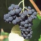 100 Seeds Valiant Black Grape