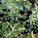 200 Seeds Goji Berry Black Organic Fruits Bonsai