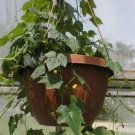 20 Seeds Heirloom Mouse Melon Sandiita Cucamelon Melothria Scabra