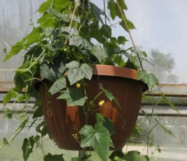 20 Seeds Heirloom Mouse Melon Sandiita Cucamelon Melothria Scabra