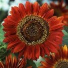 20 Seeds Evening Sun Sunflower