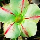 2 Seeds 'Five Stars' Green Desert Rose