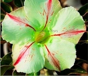 2 Seeds 'Five Stars' Green Desert Rose