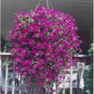100 Seeds Heirloom Beautiful Rose Red Petunia Bonsai Flowers