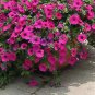 100 Seeds Heirloom Beautiful Rose Red Petunia Bonsai Flowers