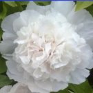 5 Seeds Rare 'White King' Double Corrugated Peony Flower