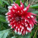 20 Seeds Red White Dahlia Pinnata Flower