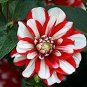 20 Seeds Red White Dahlia Pinnata Flower