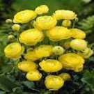 20 Seeds Rare Beautiful Yellow Ranunculus Asiaticus Persian Buttercup Flowers