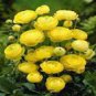20 Seeds Rare Beautiful Yellow Ranunculus Asiaticus Persian Buttercup Flowers