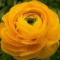 20 Seeds Rare Beautiful Yellow Ranunculus Asiaticus Persian Buttercup Flowers