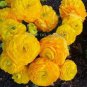 20 Seeds Rare Beautiful Yellow Ranunculus Asiaticus Persian Buttercup Flowers