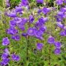 50 Seeds Rare Light Dark Purple Campanula Bellflower Flowers