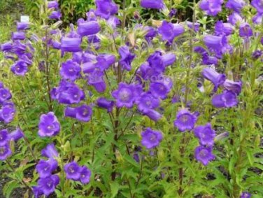 50 Seeds Rare Light Dark Purple Campanula Bellflower Flowers