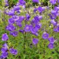 50 Seeds Rare Light Dark Purple Campanula Bellflower Flowers