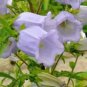 50 Seeds Rare Light Dark Purple Campanula Bellflower Flowers