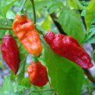 15 Seeds Bhut Jolokia Indian Ghost Pepper Scoville Over