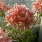 10 Seeds Geranium White Light Orange Thin Long Ornamental Bonsai Flowers