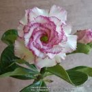 2 Seeds Small 'Carnation' Typed Adenium Obesum Desert Rose