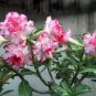 2 Seeds Small 'Carnation' Typed Adenium Obesum Desert Rose