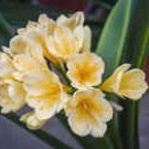 100 Seeds Clivia Seeds Milky Yellowish White Colors