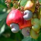 5 Seeds Exotic Cashew Tree Seeds Anacardium Occidentale