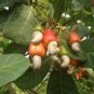 5 Seeds Exotic Cashew Tree Seeds Anacardium Occidentale