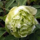 10 Seeds Chinese Peony Tree Seeds Light Green Ball Type Flowers