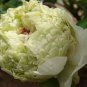 10 Seeds Chinese Peony Tree Seeds Light Green Ball Type Flowers