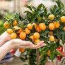 30 Seeds Dwarf Standing Orange Tree